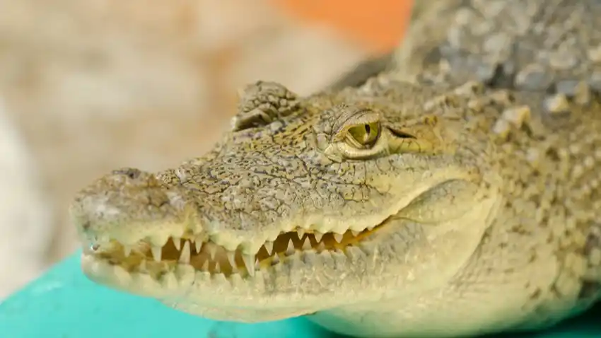 Croco Cun Zoo en Puerto Morelos