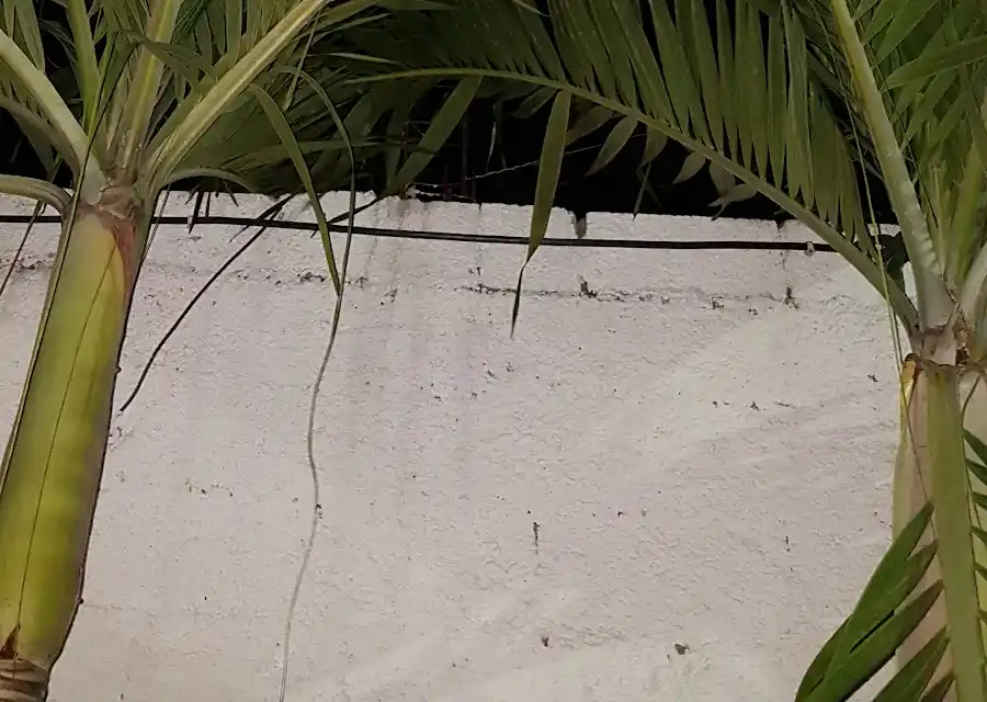 Guacamaya Hostel in Playa del Carmen
