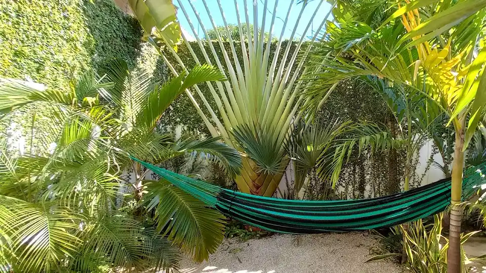 Mayan Trees Hosting Experiences "Chiabal" in Cancun Hotel Zone & Downtown